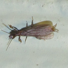 Oligotoma saundersii