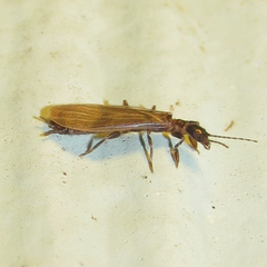 Oligotoma saundersii