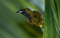Icterus melanopsis