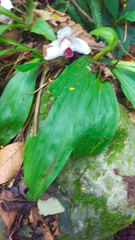 Lycaste virginalis