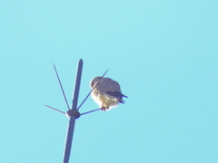 Falco tinnunculus