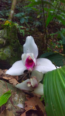 Lycaste virginalis