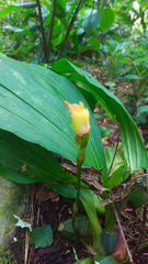 Lycaste lasioglossa