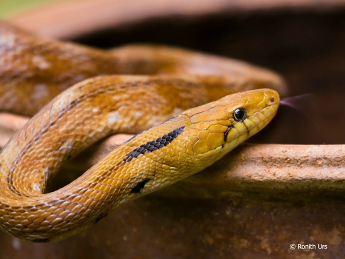 Trinket Snake, Coelognathus helena