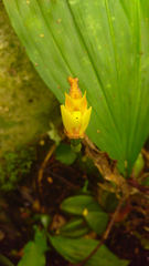 Lycaste lasioglossa