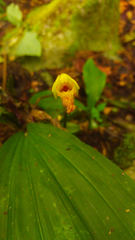 Lycaste lasioglossa