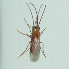 Leptogenys elongata