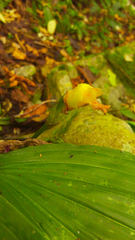 Lycaste lasioglossa