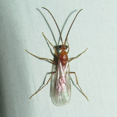 Leptogenys elongata