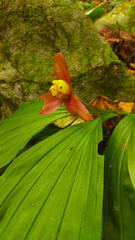 Lycaste lasioglossa