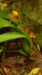 Lycaste lasioglossa