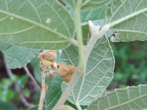 Bernardia dichotoma