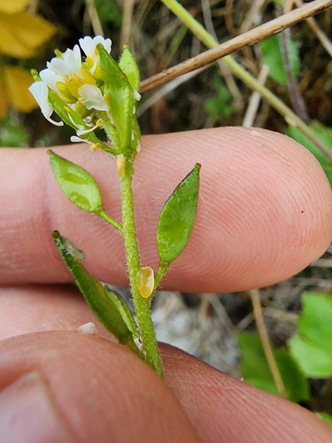 Image of Draba glabella by (c) Étienne Léveillé-Bourret, some rights reserved (CC BY)