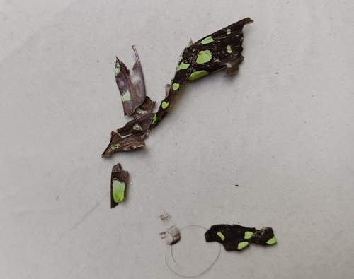 Tailed Jay