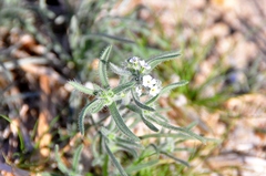 Cryptantha pterocarya