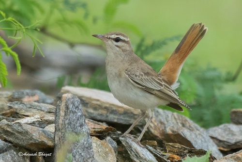 Rufous-tailed Scrub-Robin, Nasirabad, Rajasthan 305601, India, photo 7 of 10