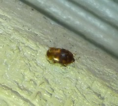 Corylophidae
