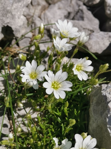 Image of Cerastium julicum by (c) Ljaž, some rights reserved (CC BY)