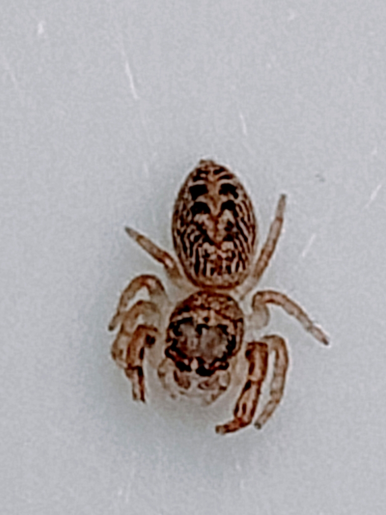 Garden Jumping Spiders from Coleridge St/Brighton Rd, Ripponlea VIC
