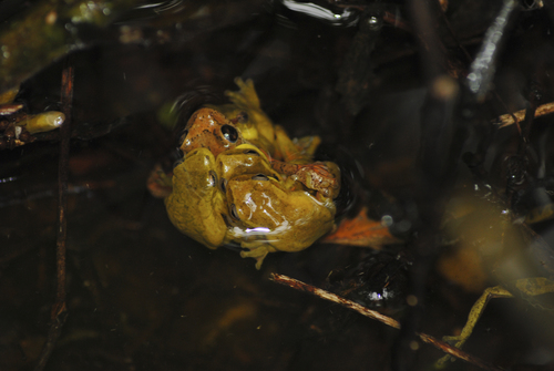 Boettger's Colombian Treefrog, Dendropsophus columbianus