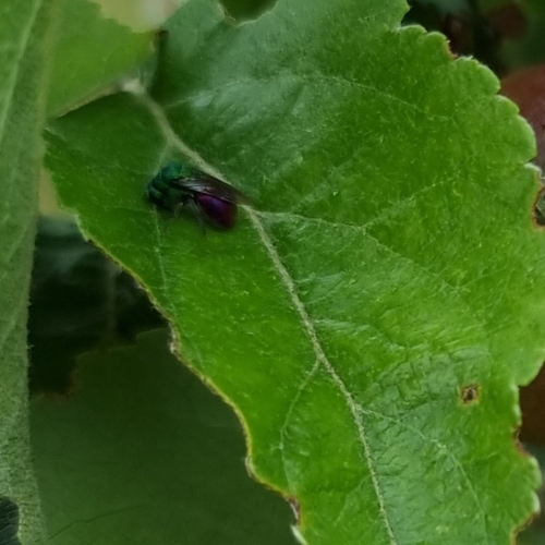 Holopyga generosa