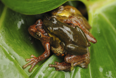 Boettger's Colombian Treefrog photo 4