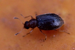 Melanophthalma
