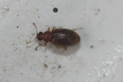 Melanophthalma