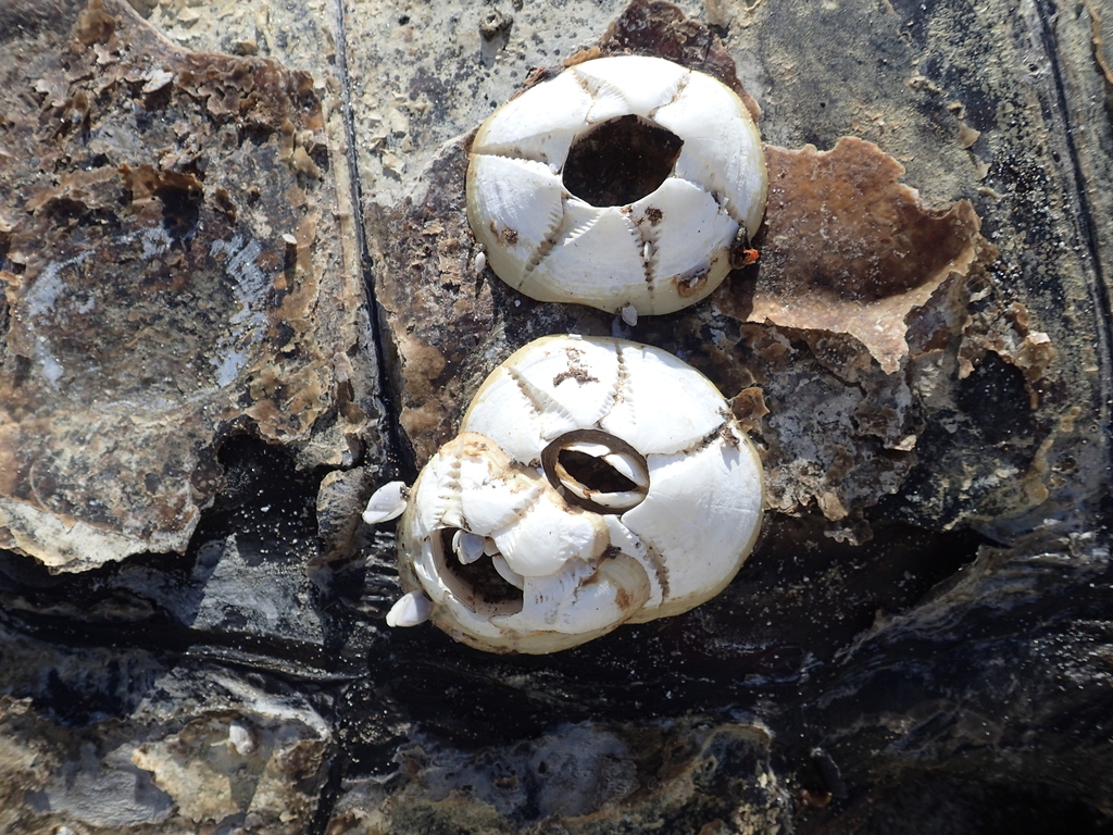 Turtle Barnacle in July 2023 by hakkahamushi · iNaturalist