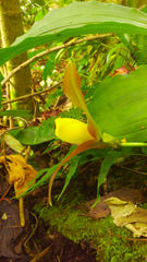 Lycaste lasioglossa
