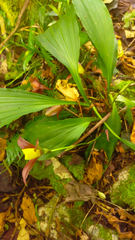 Lycaste lasioglossa