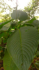 Louteridium donnell-smithii