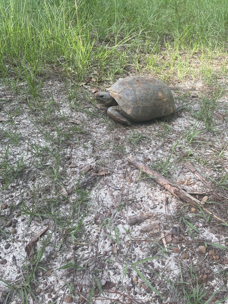 Gopher Tortoise in July 2023 by katiedunn220 · iNaturalist