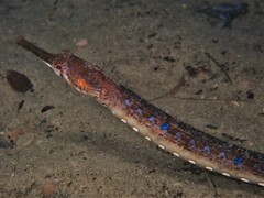Tentacled Pipefish photo 4