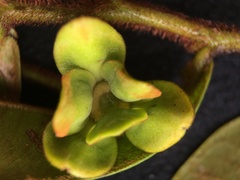 Guatteria elegantissima