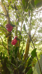 Louteridium donnell-smithii