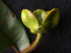 Guatteria elegantissima