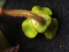 Guatteria elegantissima