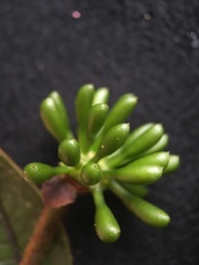 Guatteria elegantissima