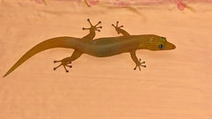 Sphaerodactylus elegans