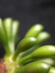 Guatteria elegantissima