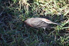 Haemorhous mexicanus