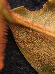 Guatteria elegantissima