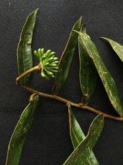 Guatteria elegantissima