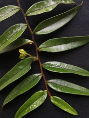 Guatteria elegantissima