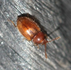 Atomaria lewisi