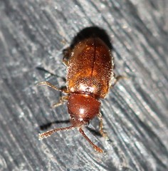 Atomaria lewisi