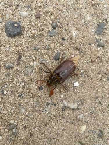Variegated June Beetle photo 5