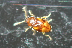 Toramus pulchellus