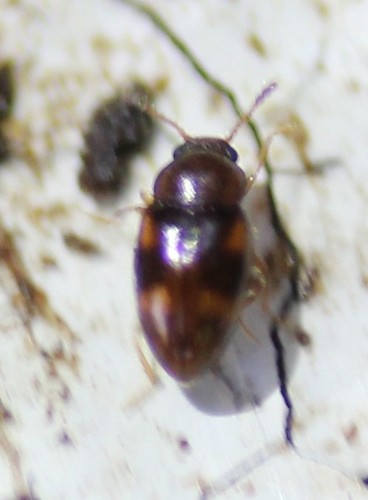 Beautiful Pleasing Fungus Beetle photo 4